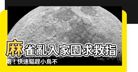 麻雀飛進家裡|一隻麻雀飛進家裡預示,麻雀飛進家裡代表什麼意思？